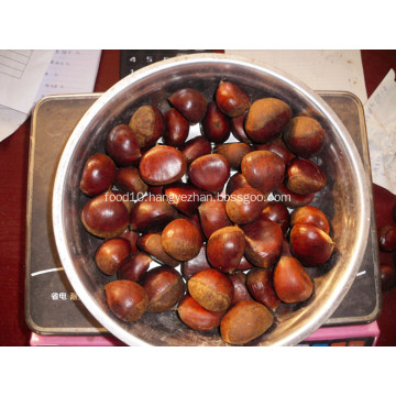 Liaoning fresh chestnut for sale